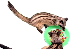 Cà phê chồn - Huyền thoại và hiện thực