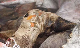 Khách đám cưới không chịu ăn vì chê thịt bị thối