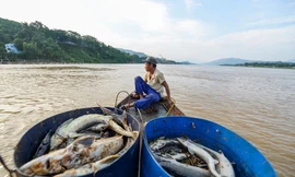 Thiệt hại của các hộ nuôi cá lồng do hồ thuỷ điện Hoà Bình xả lũ được định là một dạng thiệt hại do thiên tai (Ảnh:Zing)