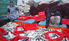 Việt Nam có 6 tháng để khắc phục cảnh báo thẻ vàng của EU, để trở về thẻ xanh trong vấn đề khai thác hải sản. Ảnh: ThuysanVietNam