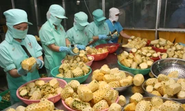 Xuất khẩu rau quả tiếp tục tăng trưởng ấn tượng trong 5 tháng đầu năm 2017 