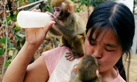 Chồng huấn luyện khỉ, vợ cho khỉ… bú