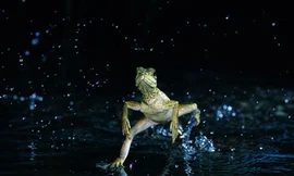 Thằn lằn khinh công trên mặt nước