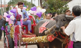 Cặp đôi xứ Thanh rước dâu bằng xe trâu thu hút cộng đồng mạng