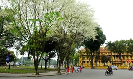 Hoa sưa nhuộm trắng Hà Nội