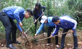 Đoàn viên thanh niên tham gia trồng cây xanh. Ảnh: Thành đoàn Hải Phòng