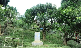 Cận cảnh cây chè tổ Suối Giàng có thân lớn trọn một vòng tay