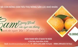 Chung tay đưa cam sạch cho người Việt
