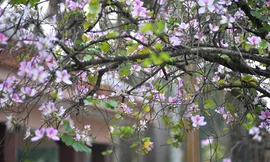 Hoa ban Tây Bắc nhuộm tím góc phố Hà Nội 