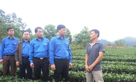 Đoàn công tác khảo sát mô hình kinh tế của đội viên Tổng đội TNXP - XDVKT mới Tây Sơn, Hương Sơn, Hà Tĩnh