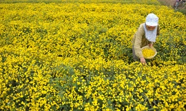Vàng óng cánh đồng hoa 'tiến vua' làm thuốc ở Hưng Yên