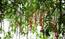 Tháng Tư, lung linh mùa lộc vừng Hồ Hoàn Kiếm nở hoa