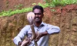 Clip giải cứu rắn hổ mang dài hơn 4 mét