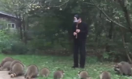 Người đàn ông thổi sáo gọi hàng chục con gấu mèo trong rừng để cho ăn