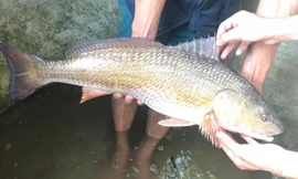 Cá sủ vàng luôn được bán với giá cao