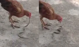 Hổ mang bò vào nhà dọa người