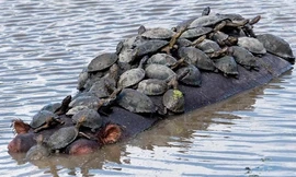 Đàn rùa chen chúc trên lưng hà mã để đi nhờ