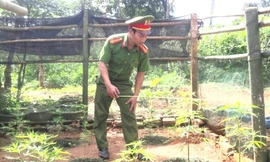 Công an phát hiện cây cần sa được trồng trái phép tại vườn nhà Lê Văn Công.