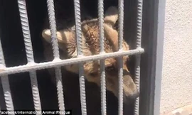 Khoảnh khắc cảm động khi giải cứu chú gấu khỏi lồng sắt