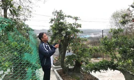 Đại gia chi trăm triệu mua hồng đá hiếm về chưng Tết.