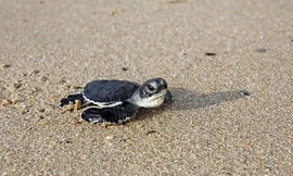 Lạ kỳ chuyện rùa tự chuyển đổi giới tính tự nhiên