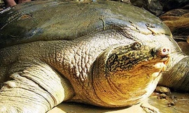 Hà Nội lên kế hoạch ghép đôi rùa Hoàn Kiếm.