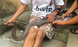 Bắt sống rắn hổ mang siêu khủng.