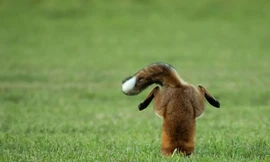 Cáo đỏ trổ tài bắt chuột kiểu trồng cây gây chú ý.