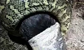 Trăn dài 2,5 mét cuộn mình nuốt chửng gà trong góc nhà