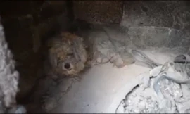 Chú chó sống sót sau vụ cháy rừng ở Hy Lạp nhờ trốn trong lò nướng