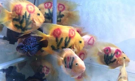 Dân chơi cá cảnh tròn mắt với cá “xăm mình” 800.000 đồng/con