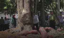 Tây Ninh tiếp nhận cây giáng hương 100 tuổi bị đào trái phép