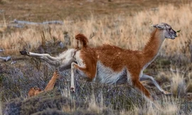 Lạc đà quật ngã báo sư tử để thoát thân
