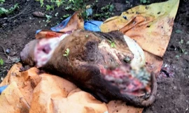 Trộm cắt bốn chân của bò nhà ông Sự.