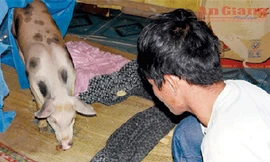 'Heo đầu thai' ở An Giang chỉ là tin đồn nhảm