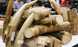 Ngà voi. Ảnh minh họa