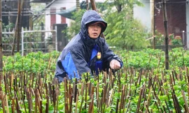 Nông dân Huế dầm mình giữa giá rét như cắt da thịt.