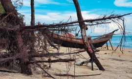 Bờ biển, rừng phi lao phòng hộ tại TT-Huế bị sóng dữ tàn phá.