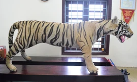 Bộ da hổ nhồi bông này được phát hiện, thu giữ từ một xe khách đường dài đã lưu thông qua nhiều tỉnh, thành