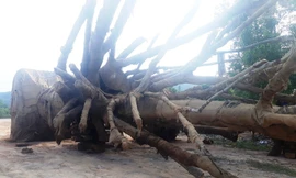 Các cây "quái thú" nằm tại trường tránh Huế và chưa được hạ tải, cắt gọt thân ngọn để bảo đảm điều kiện tiếp tục lưu thông ra Bắc.