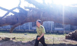 Cơ quan kiểm lâm tại TT-Huế vẫn chưa tìm ra chủ nhân cũng như chưa thể tiếp cận được hồ sơ lâm sản hợp pháp liên quan 3 cây gỗ "kỳ quái" này.