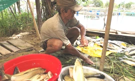 Cá nuôi chết hàng loạt trên sông Đại Giang, với số lượng thiệt hại hàng chục tấn