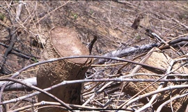 Cơ quan chức năng tỉnh TT-Huế đã quyết định khởi tố vụ án hình sự liên quan vụ phá rừng quy mô lớn xảy ra ở vùng thượng nguồn sông Bồ (thị xã Hương Trà).