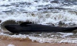 Cá heo dạt bờ tại TT-Huế vào thời điểm sóng to gió lớn do ảnh hưởng gió mùa đông bắc.