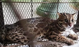 Một con mèo rừng quý hiếm từng được cứu hộ, thả về môi trường tự nhiên tại TT-Huế cách đây chưa lâu