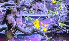 Người chơi mai kiểng, mai cổ tại Huế không mấy vui khi nhìn những gốc mai hình thế cổ quái như thế này đã sớm trổ nụ khai hoa.