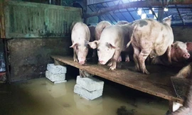 Chuồng lợn được đưa đến nơi cao nhất có thể trong nhà.