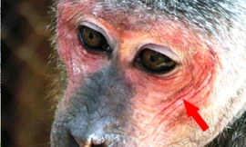 Cứu hộ, thả về rừng 3 cá thể khỉ mặt đỏ, khỉ đuôi lợn