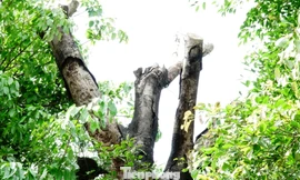 Một trong 3 cổ thụ "khủng" mắc kẹt lại tại Huế hơn 2 năm nay bắt đầu khô chết.