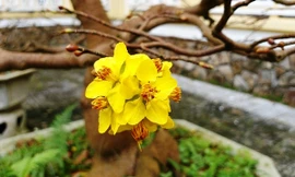 Mai vàng Huế (hoàng mai) đua nở bất thường dù chưa đến Tết nguyên đán